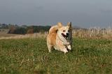 CORGI PEMBROKE 1141